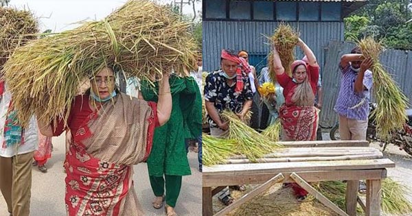 কৃষকের ধান কেটে মাড়াই করে দিলেন জামালপুরের এমপি হোসনে আরা